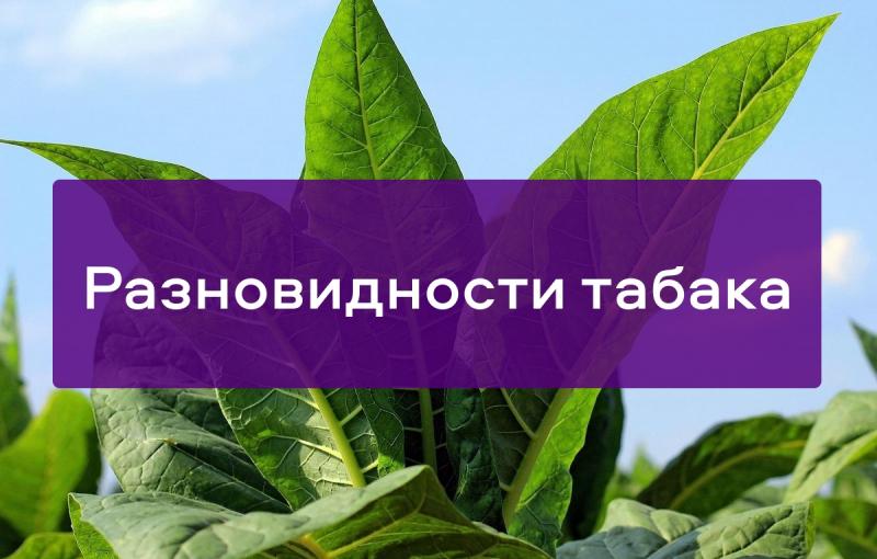 Разновидности табака