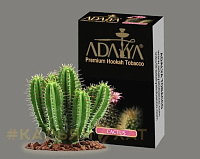 Adalya Cactus