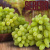 sebero_grapes_vinograd
