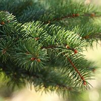 Original Virginia Taiga (Хвоя)