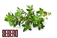 Sebero Thyme