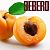 Sebero Apricot